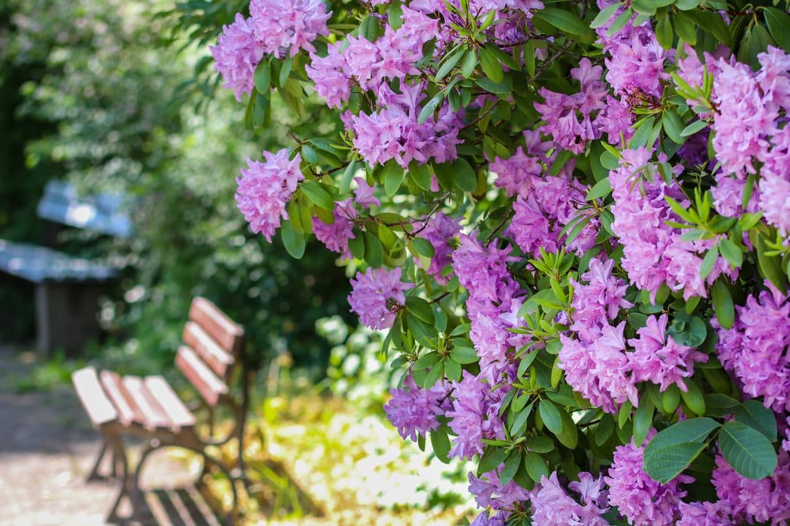 Rhododendren (Rhododendron impeditum)