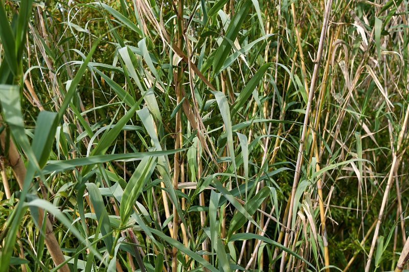 Riesenschilf (Arundo donax)