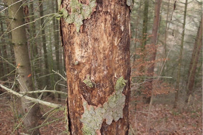 Rinde löst sich vom Baum