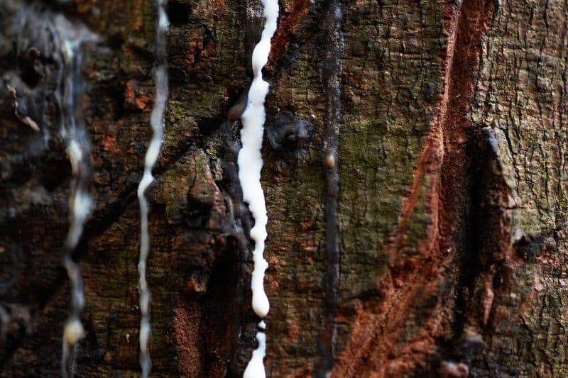 Gummisaft läuft am Baum herunter