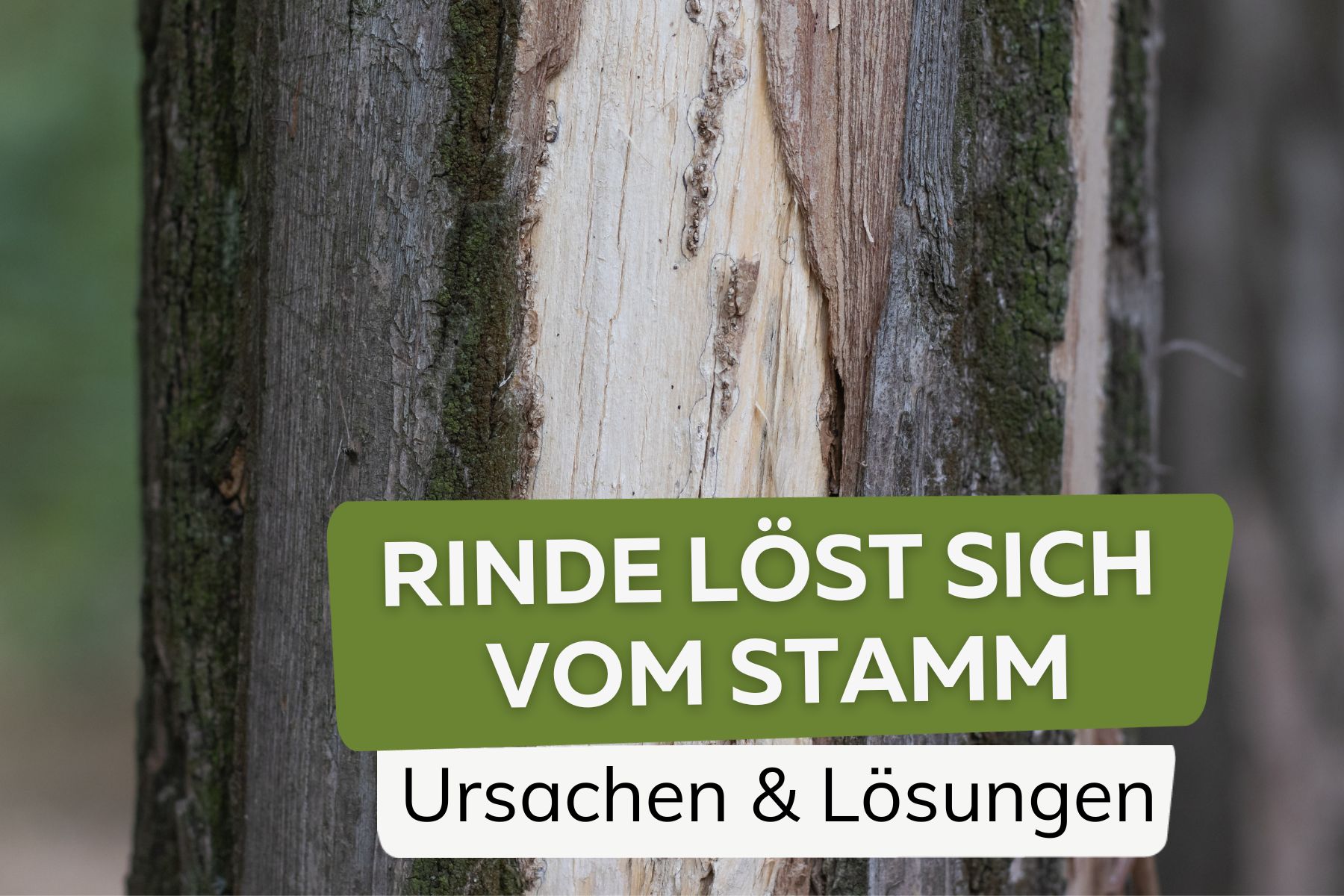 Rinde löst sich vom Stamm Titel