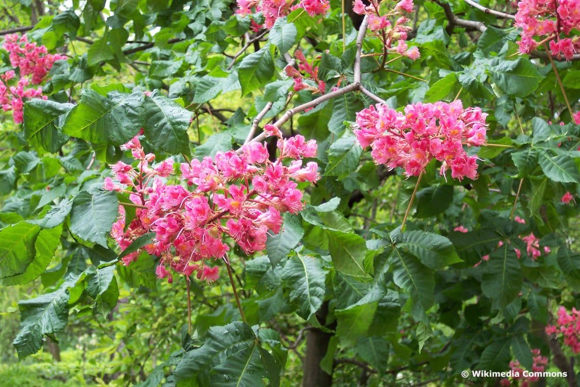 Rotblühende Rosskastanie 'Briotii' (Aesculus carnea)