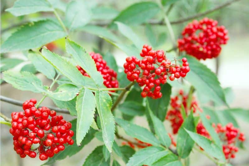 Roter Holunder (Sambucus racemosa)