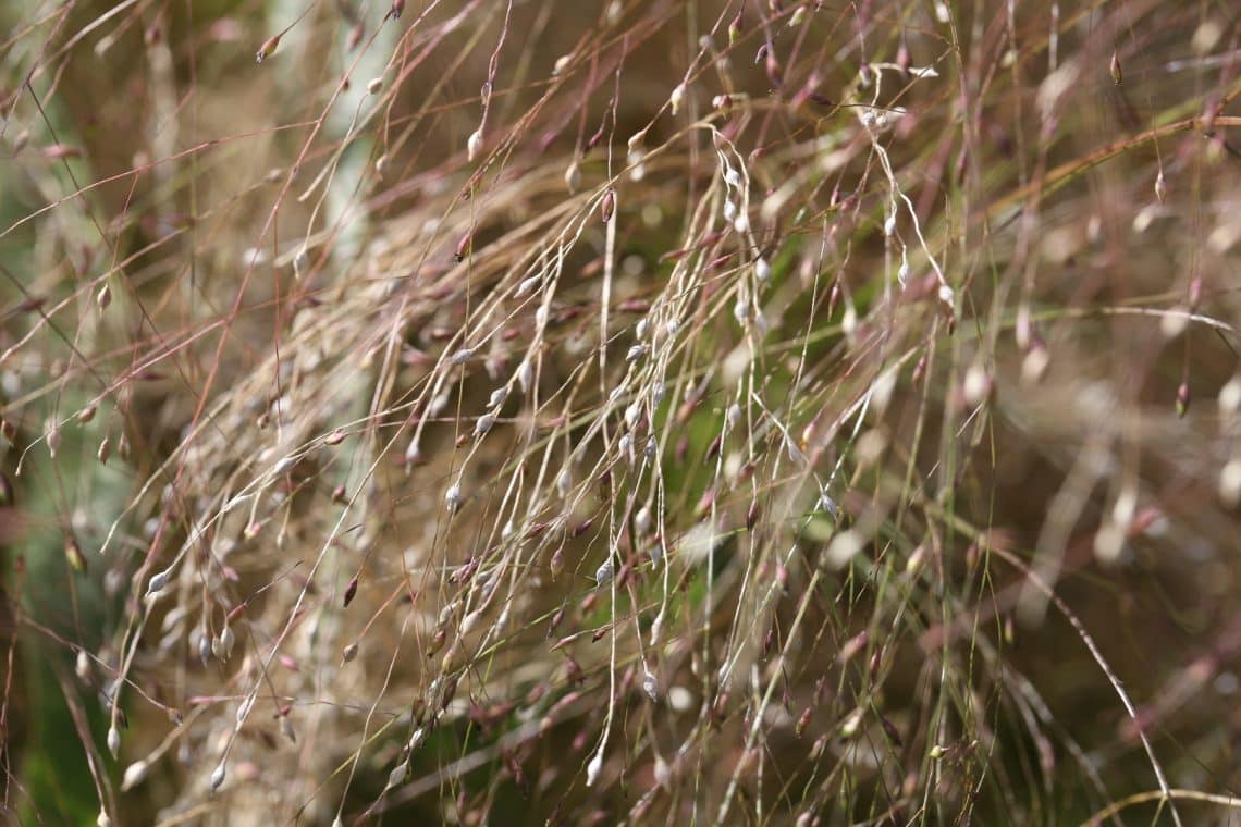 Rutenhirse (Panicum virgatum)