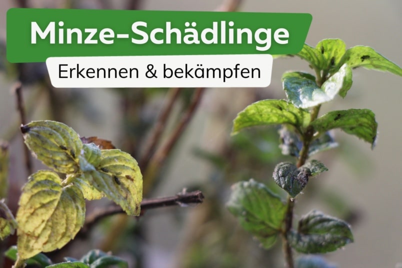 Schädlinge an Minze-Pflanzen