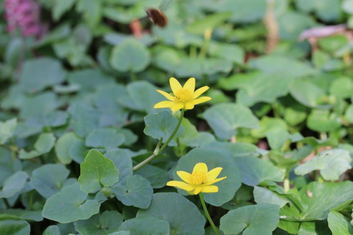 Scharbockskraut (Ficaria verna)