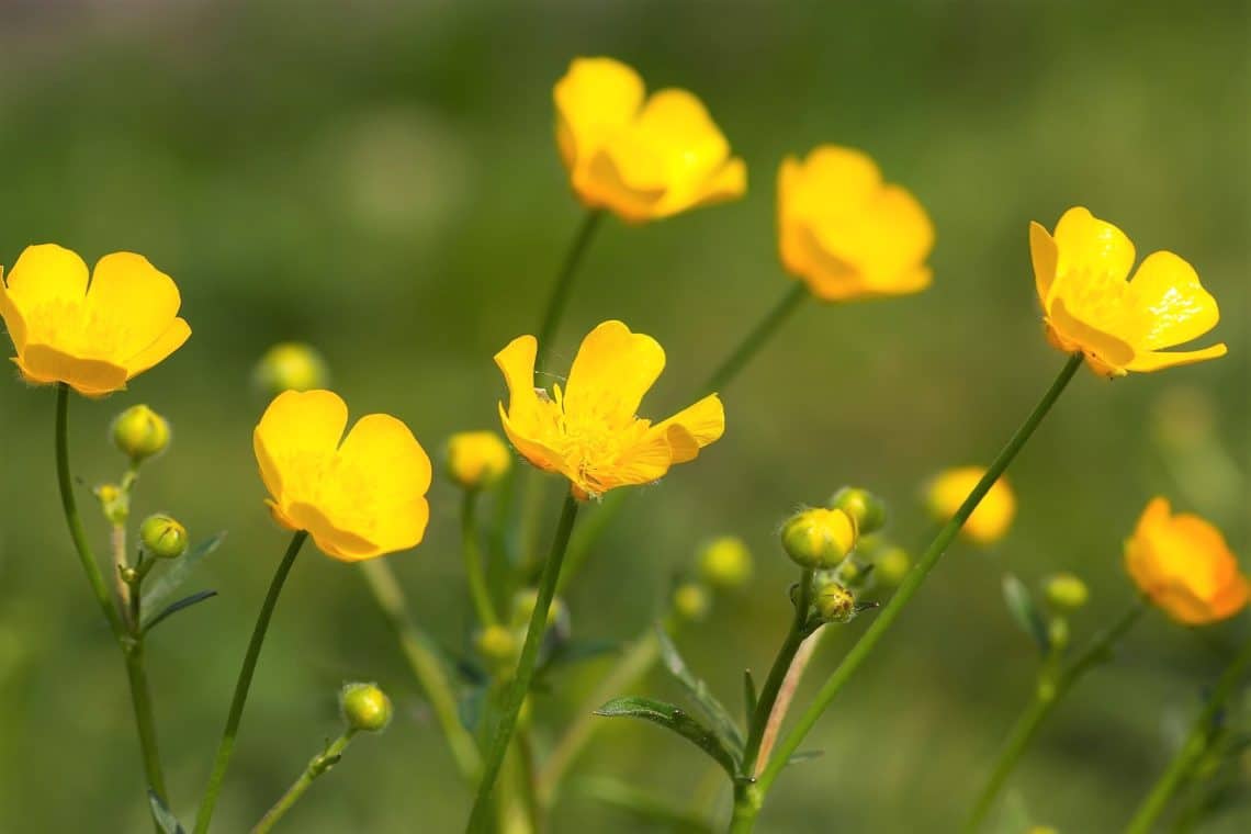 Scharfer Hahnenfuß (Ranunculus acris)