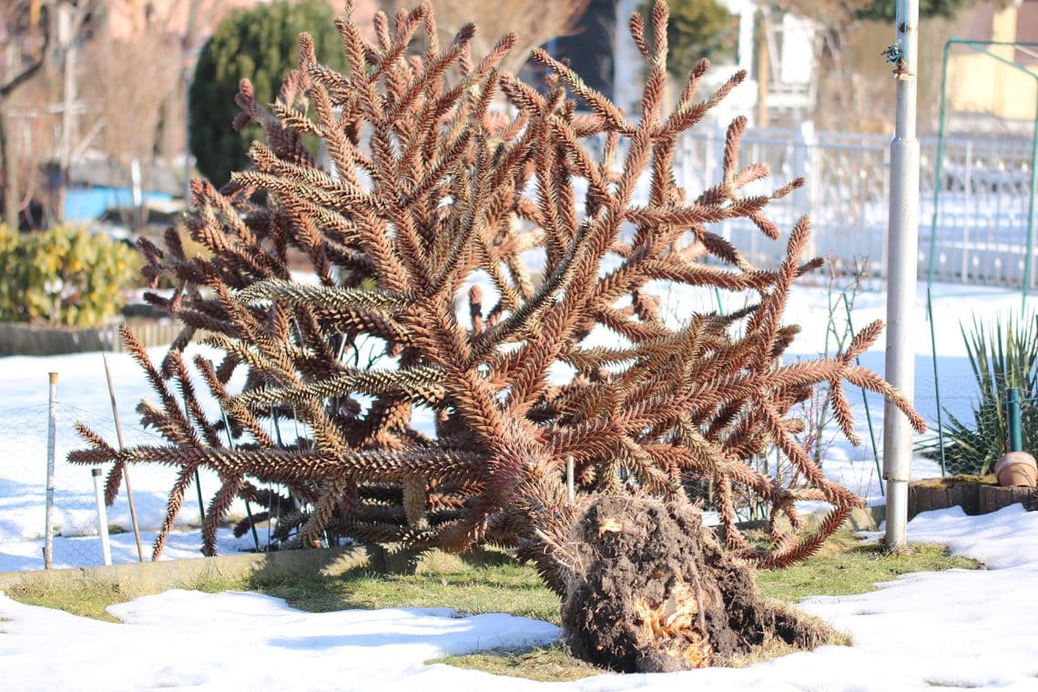 vertrockneter und umgekippter Affenbaum