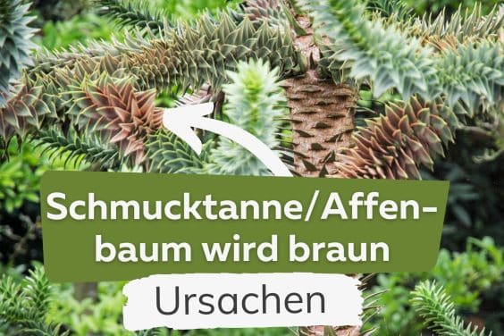 Schmucktanne/Affenbaum wird braun Titel