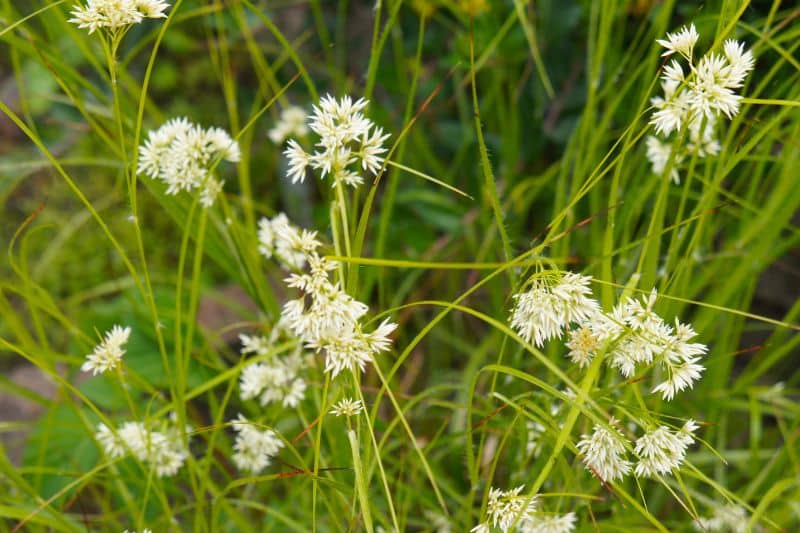 Schnee-Marbel (Luzula nivea)