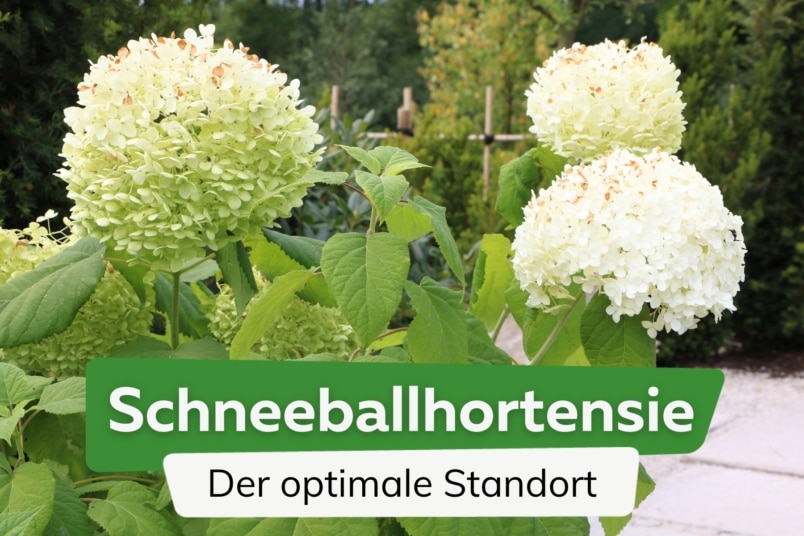 Schneeballhortensie-Standort