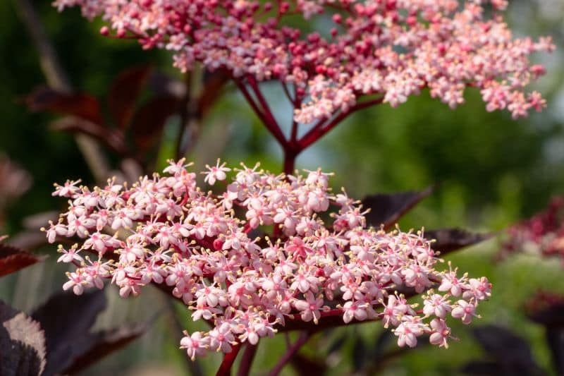 Schwarzer Holunder (Sambucus nigra "Black Beauty")