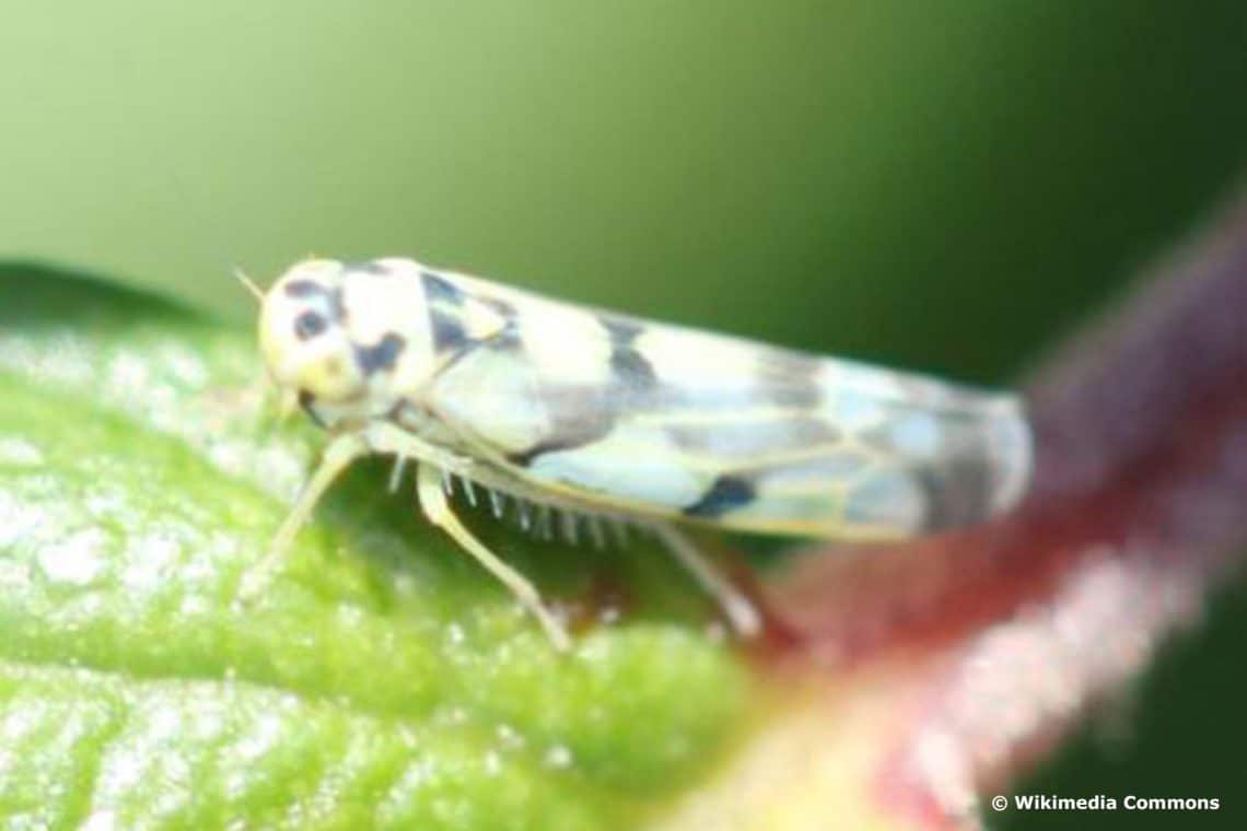 Schwarzpunktzikade (Eupteryx atropunctata)