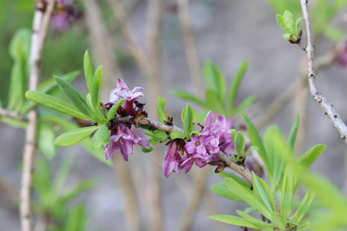 Seidelbast (Daphne mezereum)