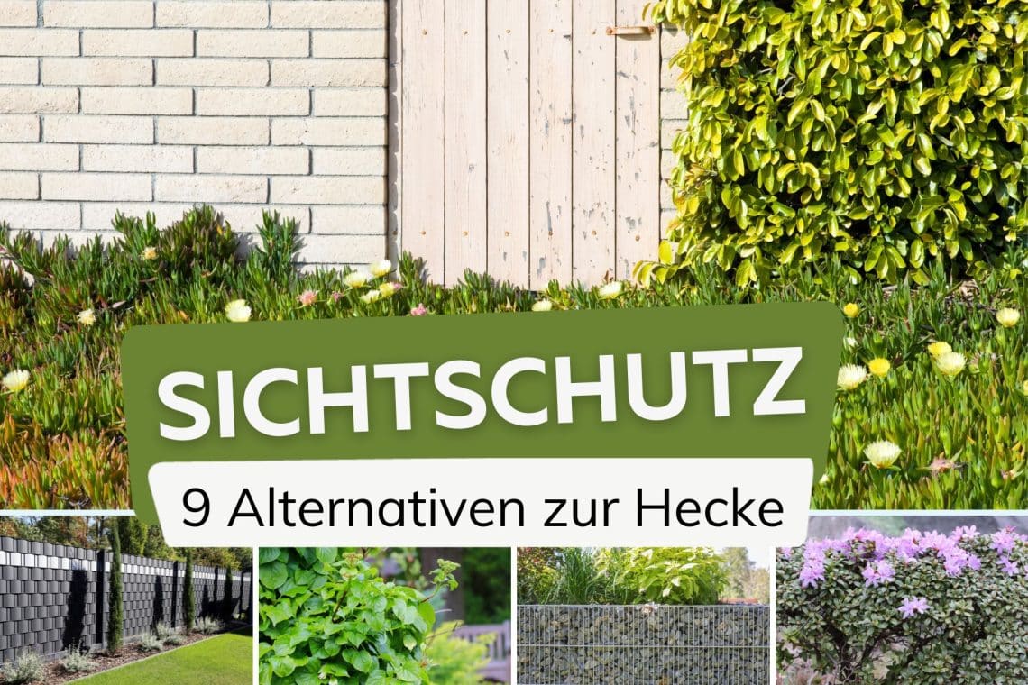 Sichtschutz Alternativen zu Hecken Titel