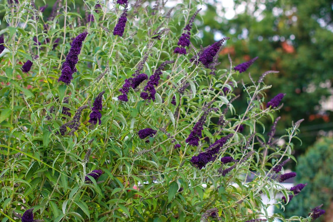 Sommerflieder (Buddleja davidii)