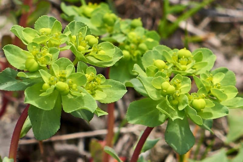 Sonnwend-Wolfsmilch (Euphorbia helioscopia)