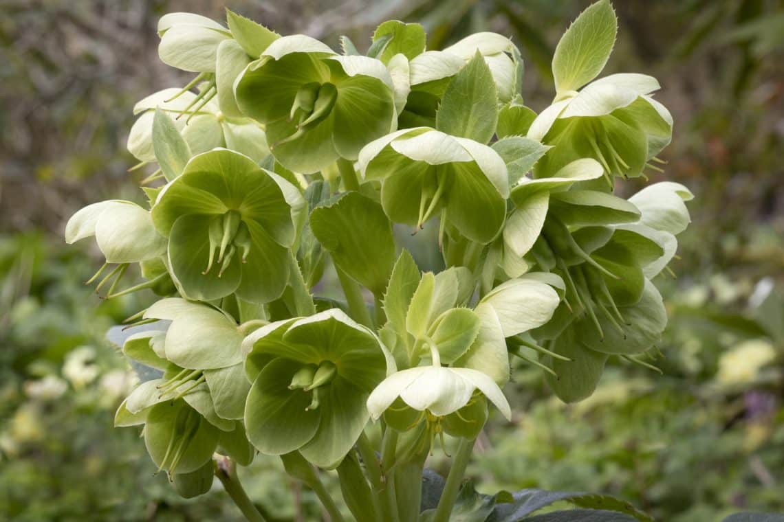 Stinkende Nieswurz (Helleborus foetidus)