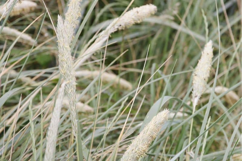 Strandhafer (Ammophila arenaria)