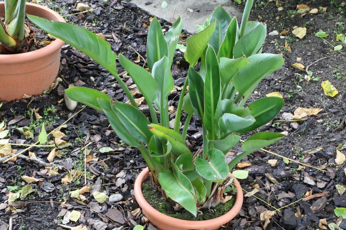 Strelitzie ohne Blüte im Kübel