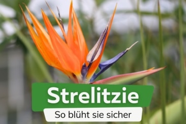 Strelitzie zum Blühen bringen