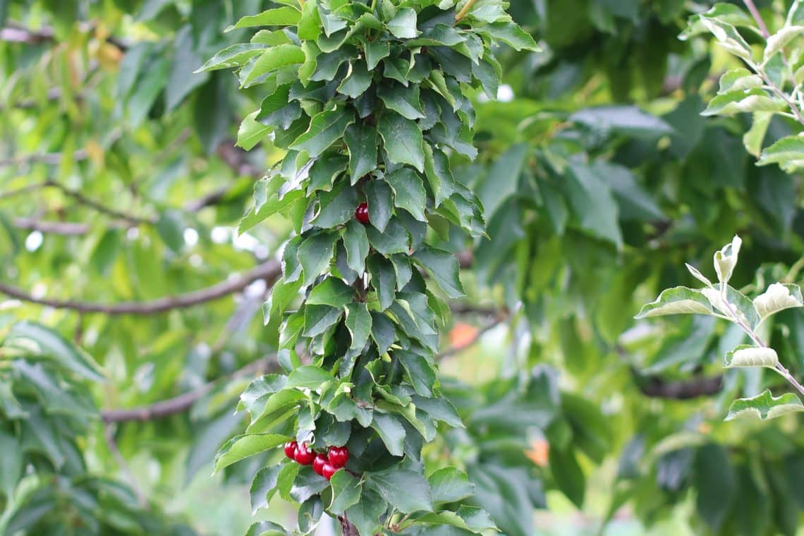 Süßkirsche "Stella Compact" (Prunus avium)