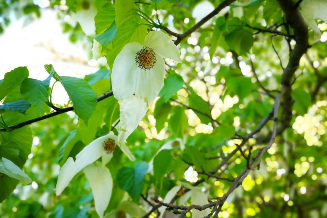 Taschentuchbaum (Davidia involucrata var. vilmoriniana)