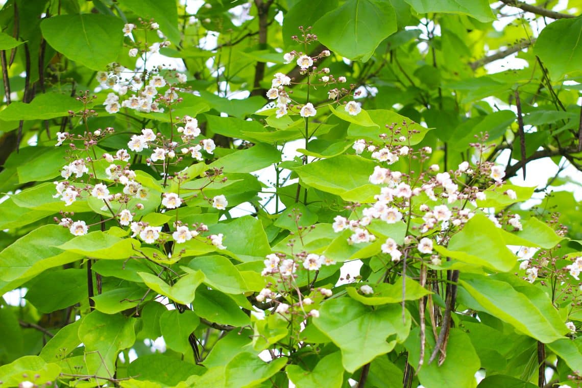 Trompetenbaum (Catalpa bignonioides)