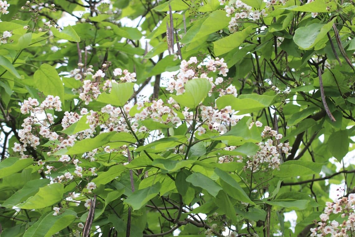 Trompetenbaum (Catalpa bignonioides)