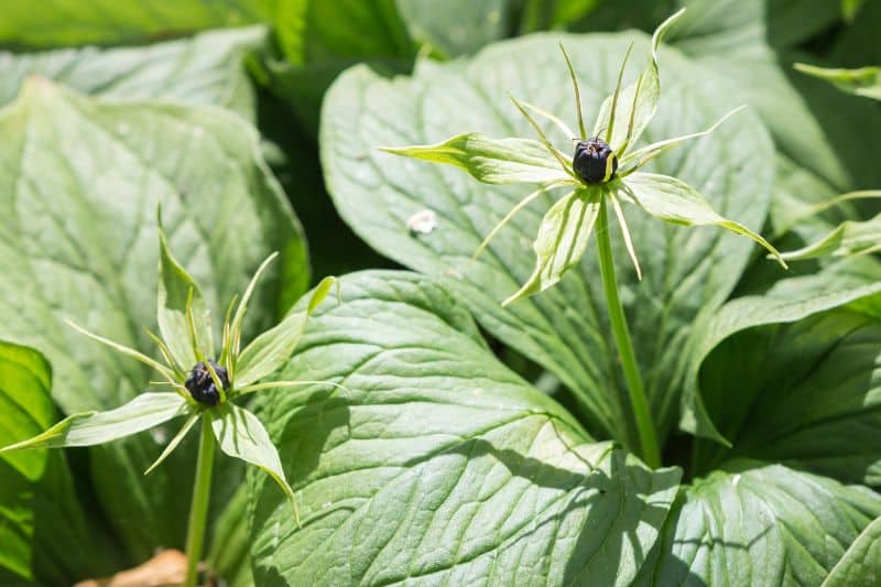 Vierblättrige Einbeere (Paris quadrifolia)