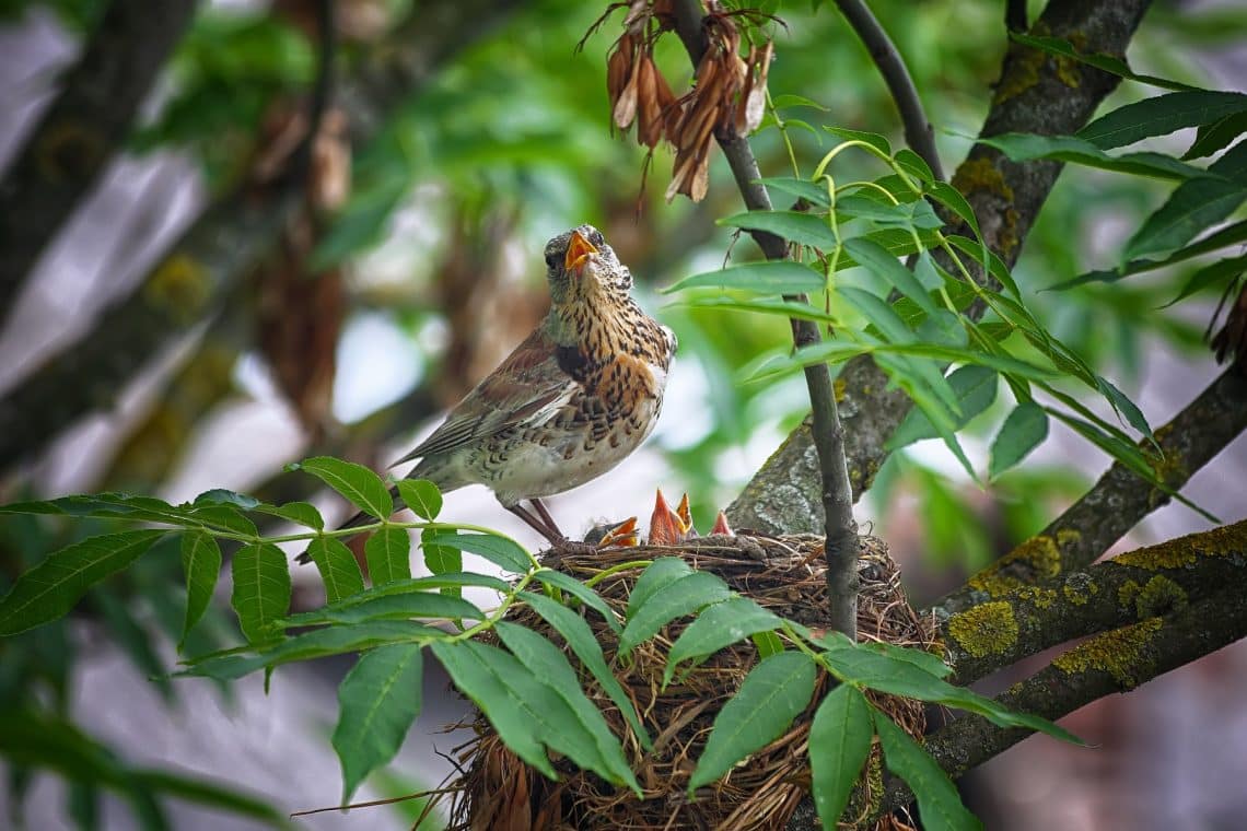 Vogel füttert Nachwuchs in Nest in Baum