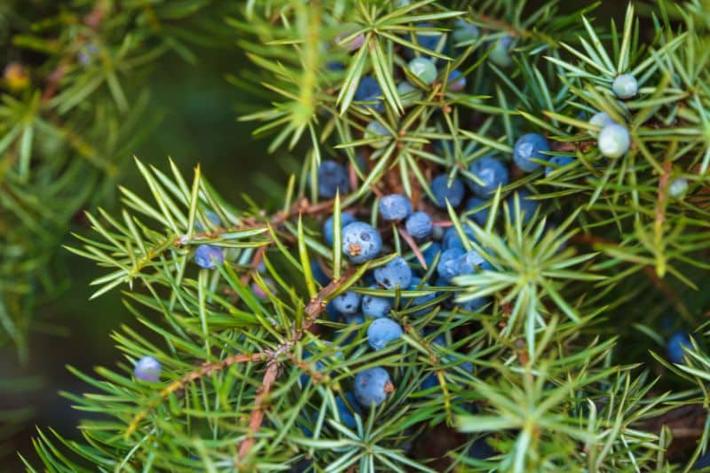 Wacholder (Juniperus communis)