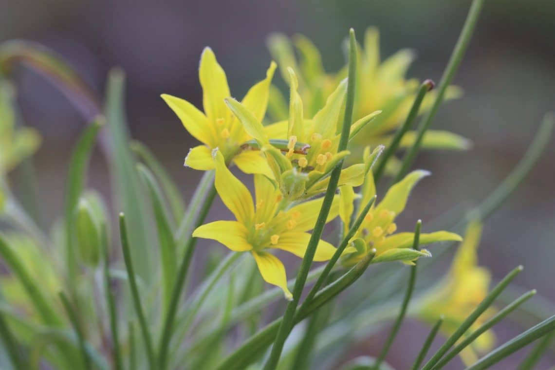 Wald-Gelbstern (Gagea lutea)