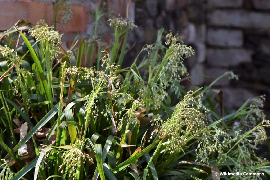 Wald-Marbel (Luzula sylvatica 'Sherwood')