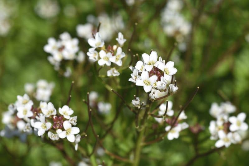 Wald-Schaumkraut (Cardamine flexuosa)