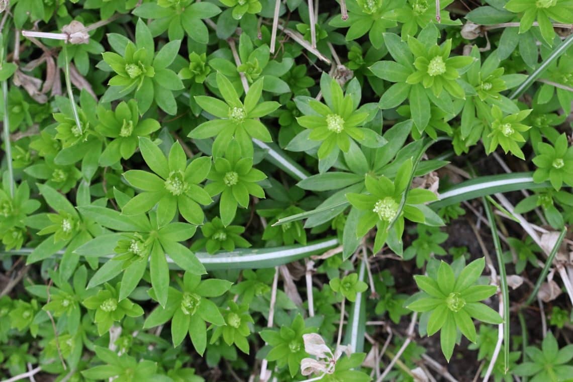 Waldmeister (Galium odoratum)