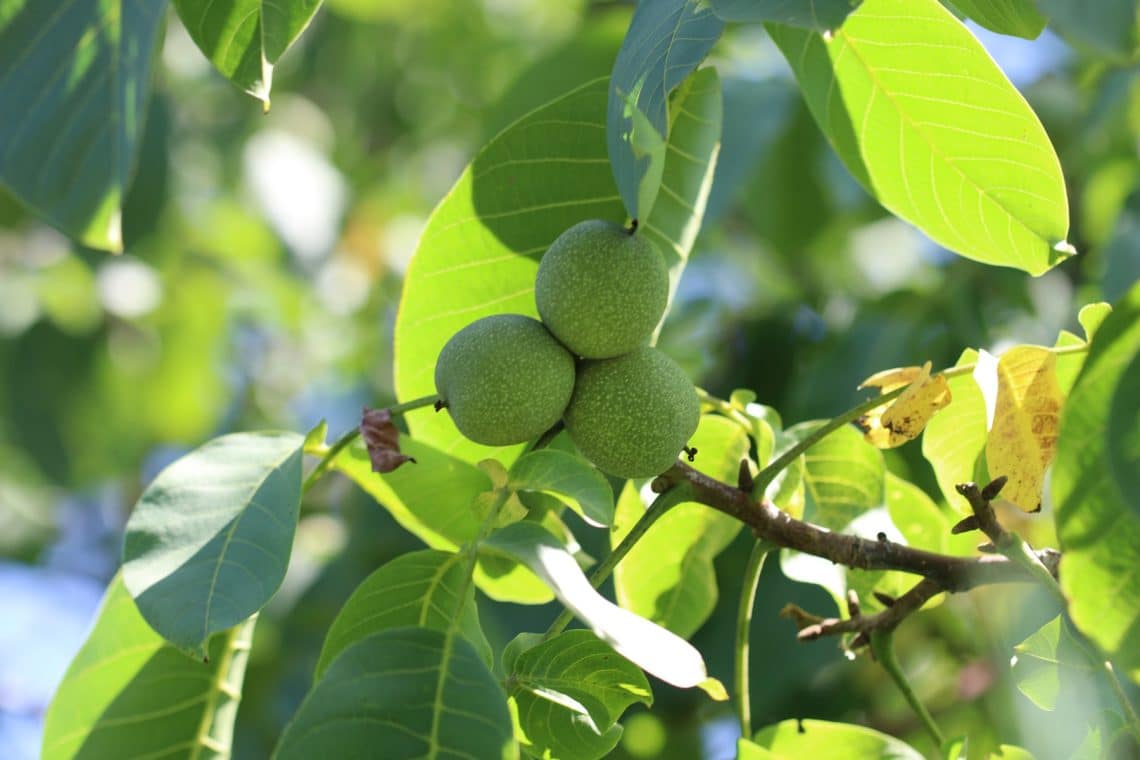 Walnussbaum (Juglans regia) mit Nüssen