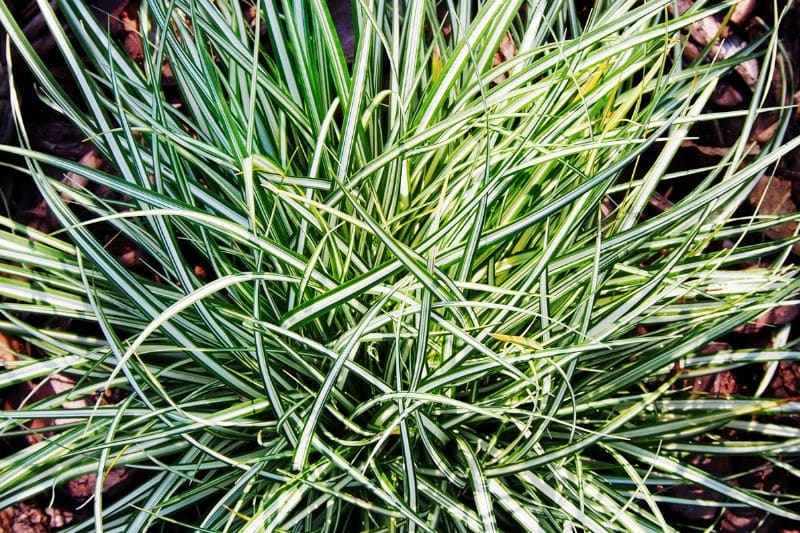 Weißgestreifte Vogelfuß-Segge (Carex ornithopoda 'Variegata')