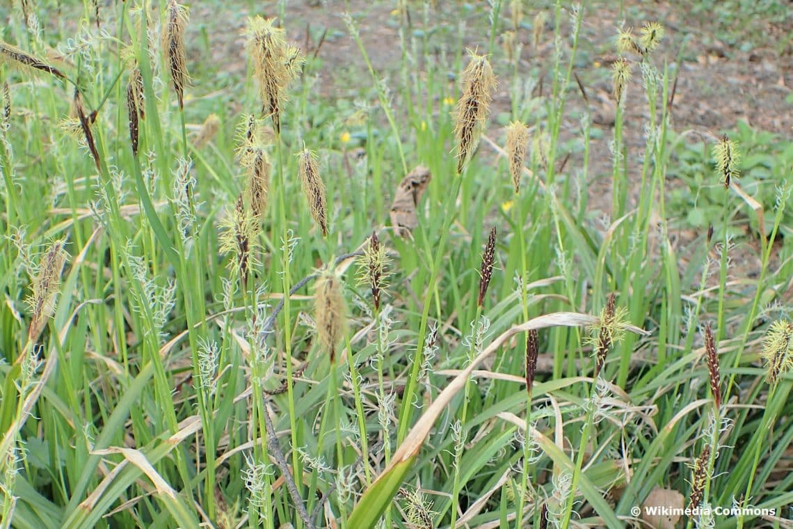 Wimper-Segge (Carex pilosa 'Copenhagen Select')