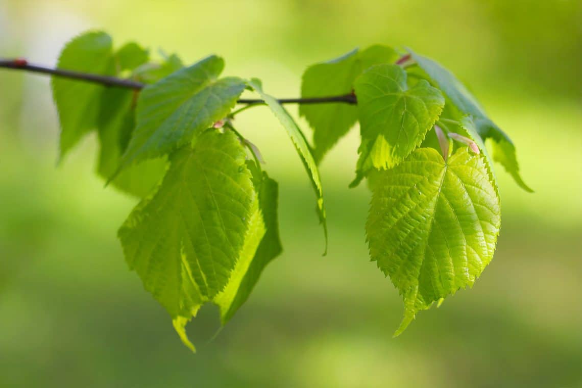 Winterlinde (Tilia cordata)