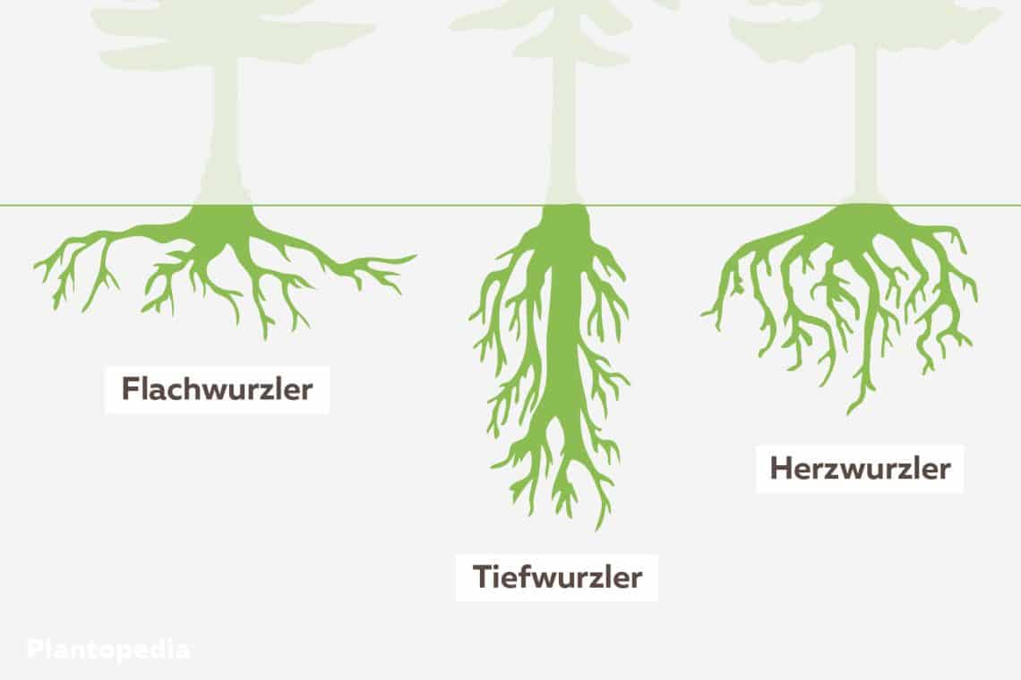 Wurzelsysteme von Bäumen - Grafische Übersicht