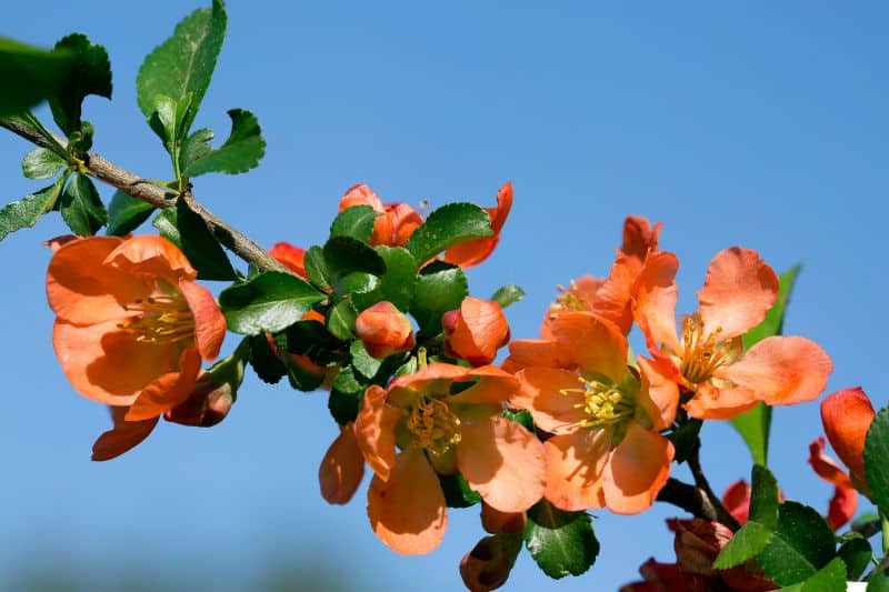 Zierquitte "Cido" (Chaenomeles)