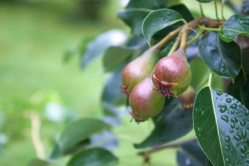 Zwerg-Birne "Condo" (Pyrus communis)