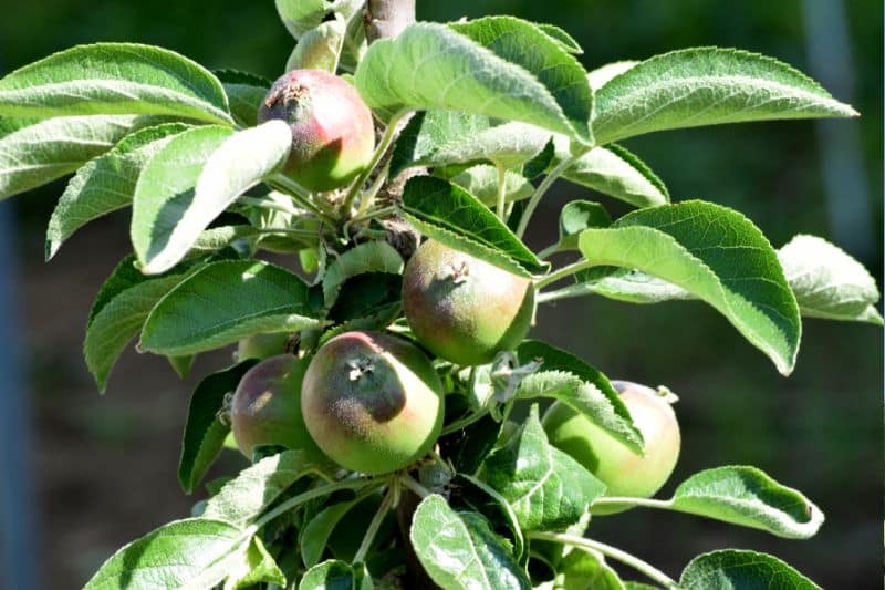 Zwerg-Säulenapfel "Peke" (Malus)