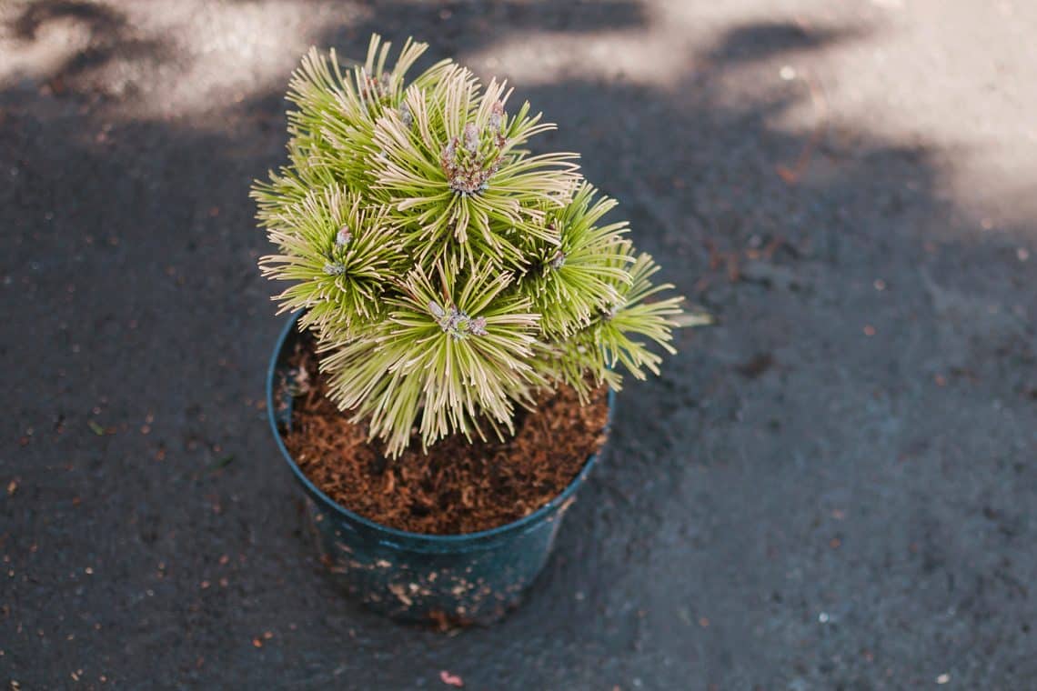 Zwergkiefer (Pinus mugo)