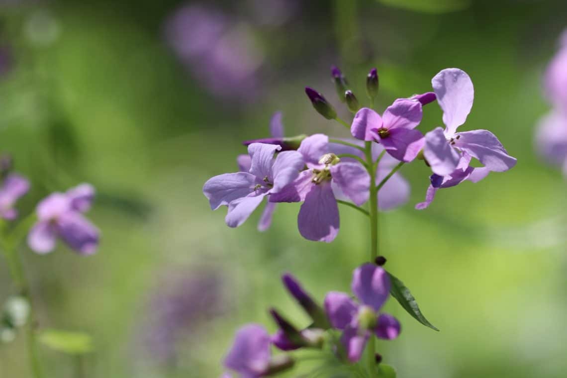 Zwiebel-Zahnwurz (Cardamine bulbifera)