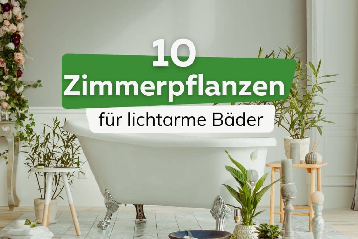 Zimmerpflanzen für lichtarme Bäder