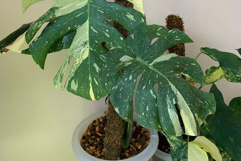 Monstera thai constellation im Topf