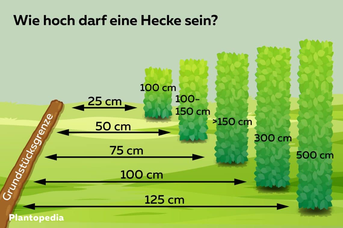 Übersicht Heckenabstände zur Grundstücksgrenze