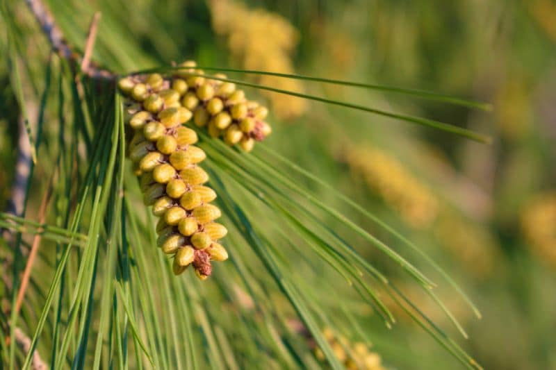 Aleppo-Kiefer (Pinus halepensis)